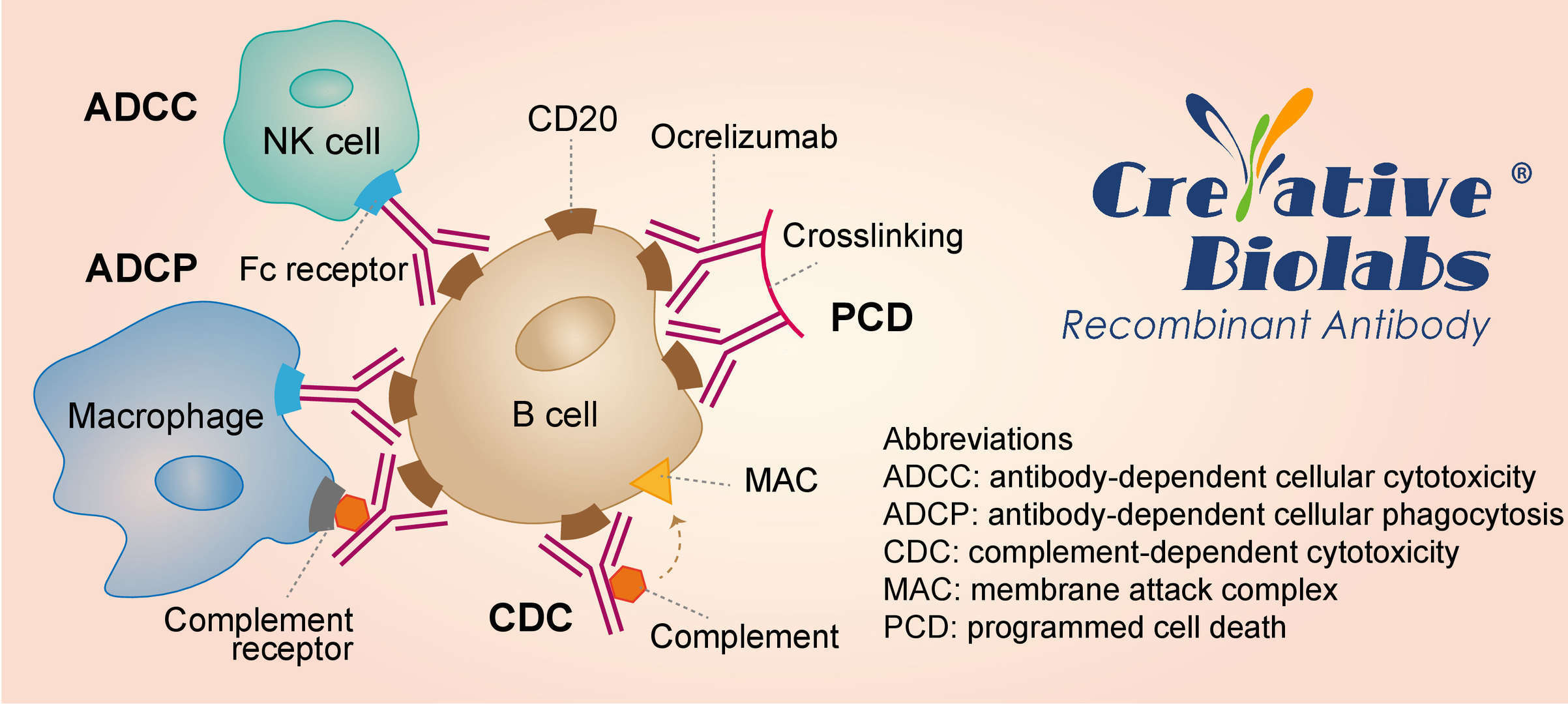 Mechanism of Action of Ocrelizumab